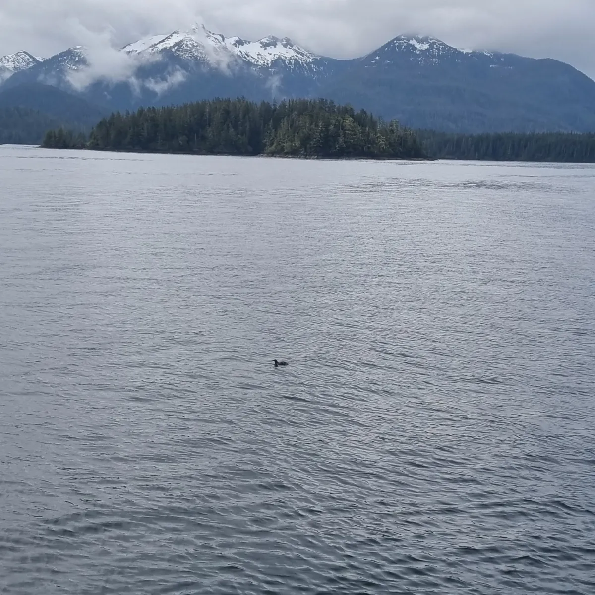 Spotted Common Murre