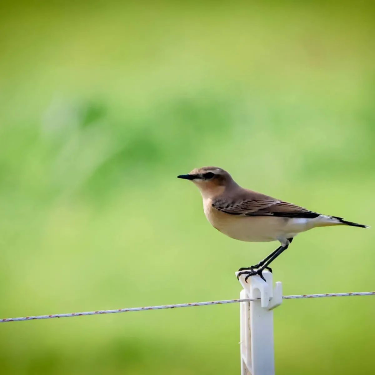 Spotted Northern Wheatear