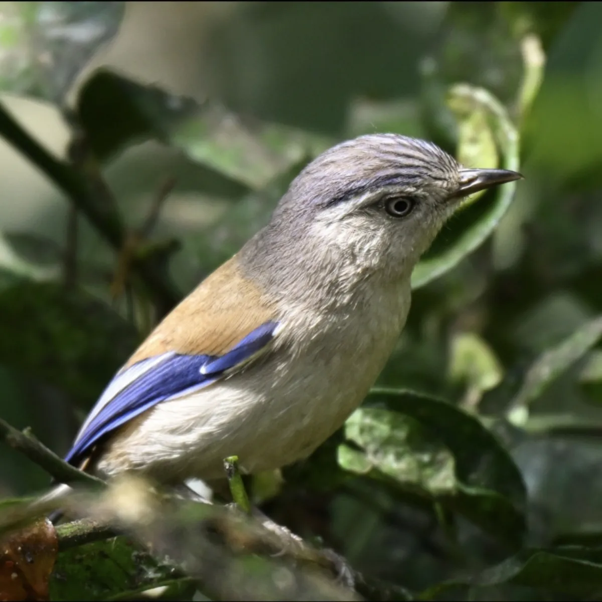 Gespotte Blauwvleugelminla