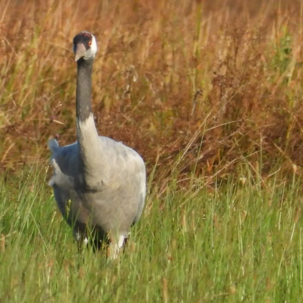Waargenomen Kraanvogel