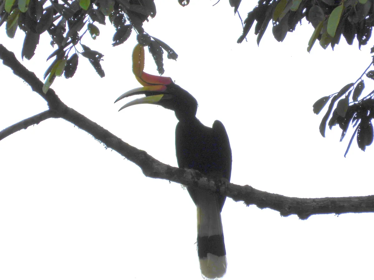 Gespotte Gewone neushoornvogel