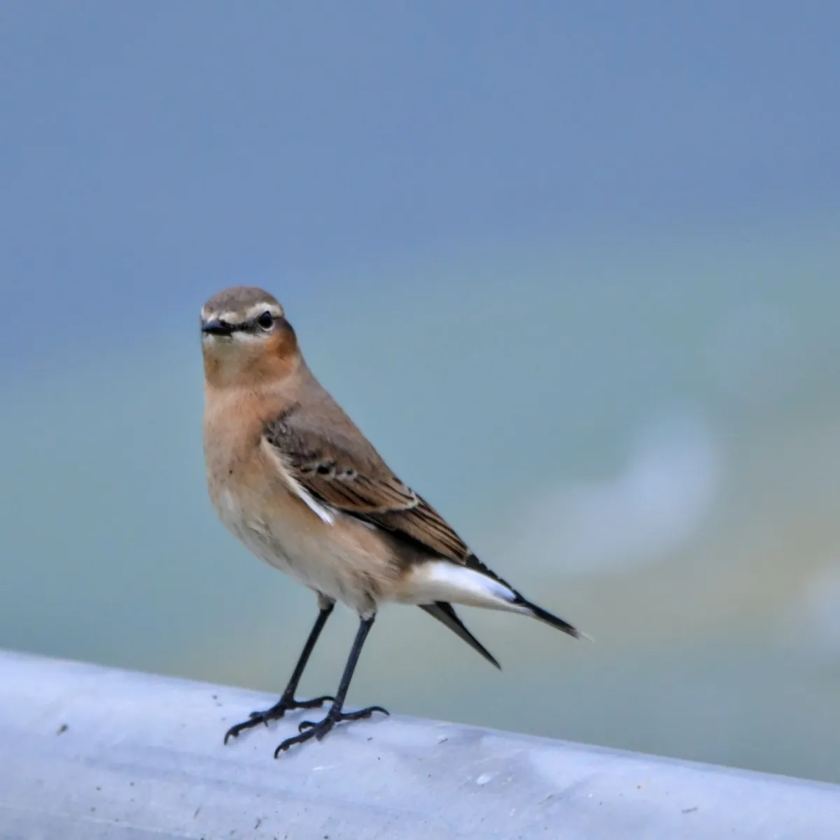 Spotted Northern Wheatear
