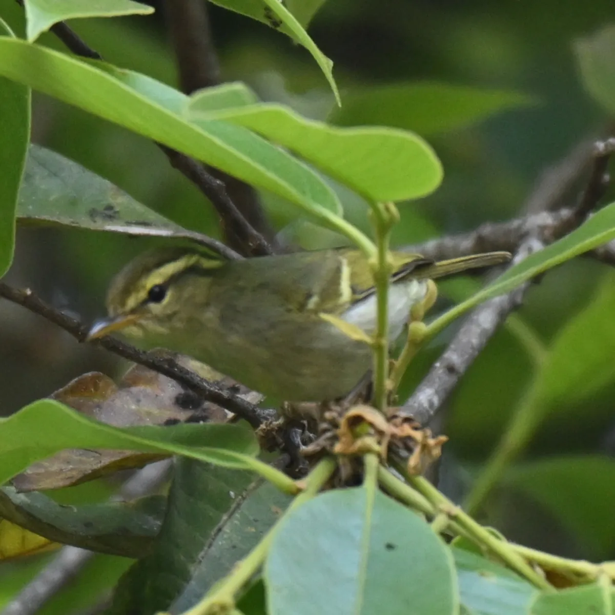 Spotted Blyth's Leaf Warbler
