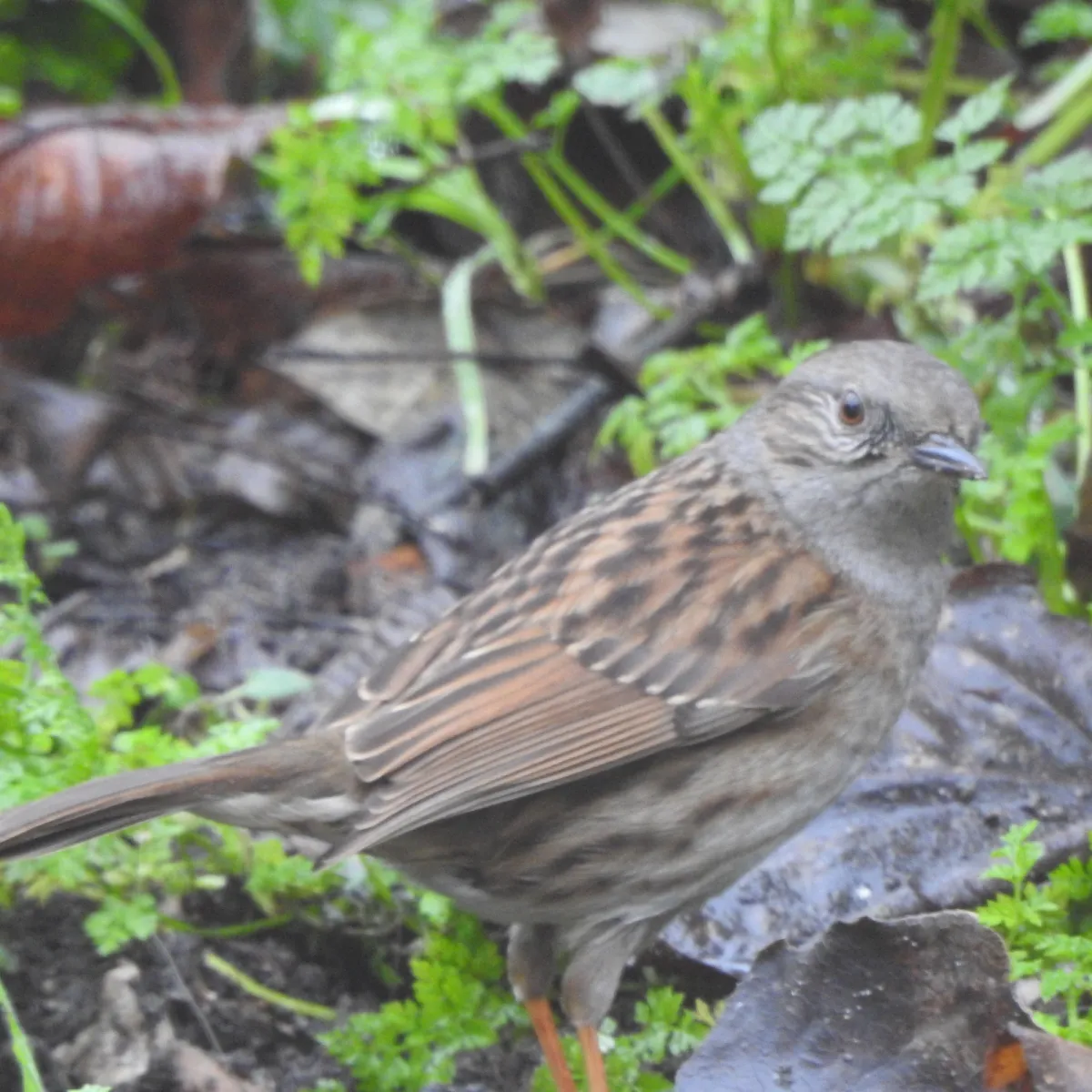 Spotted Dunnock