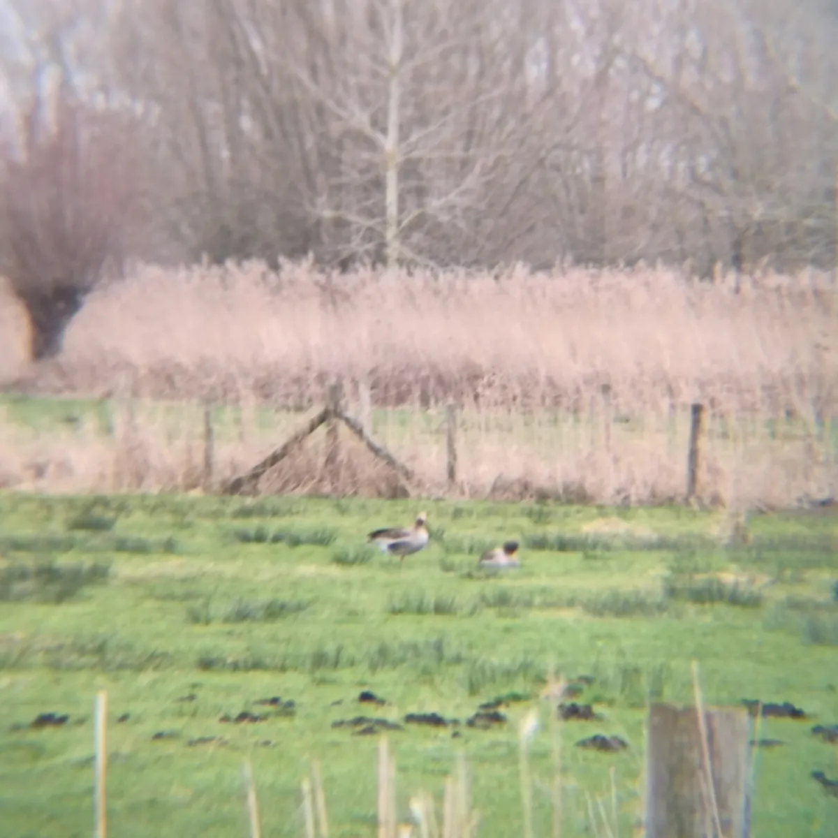 Gespotte Grauwe gans