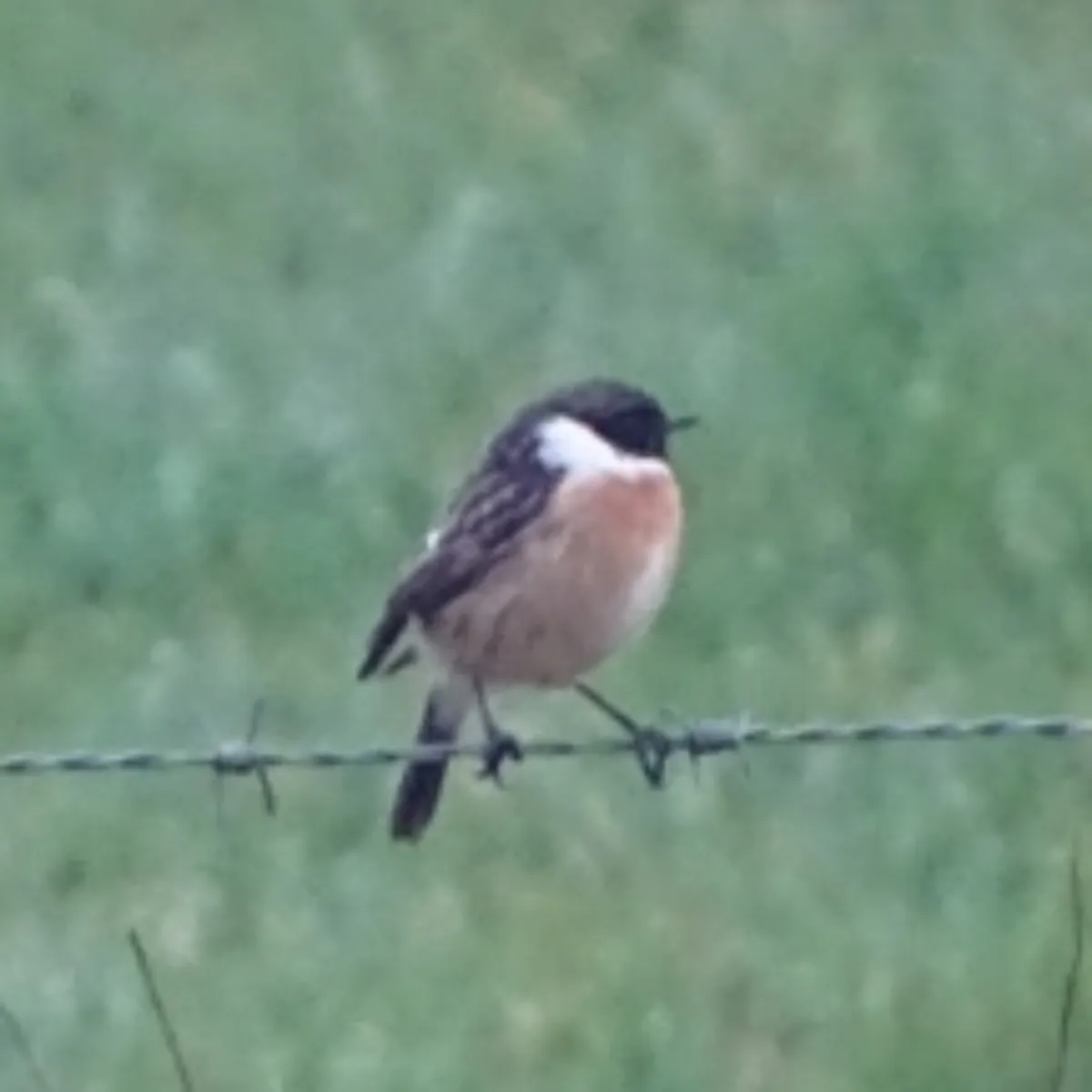 Spotted European Stonechat