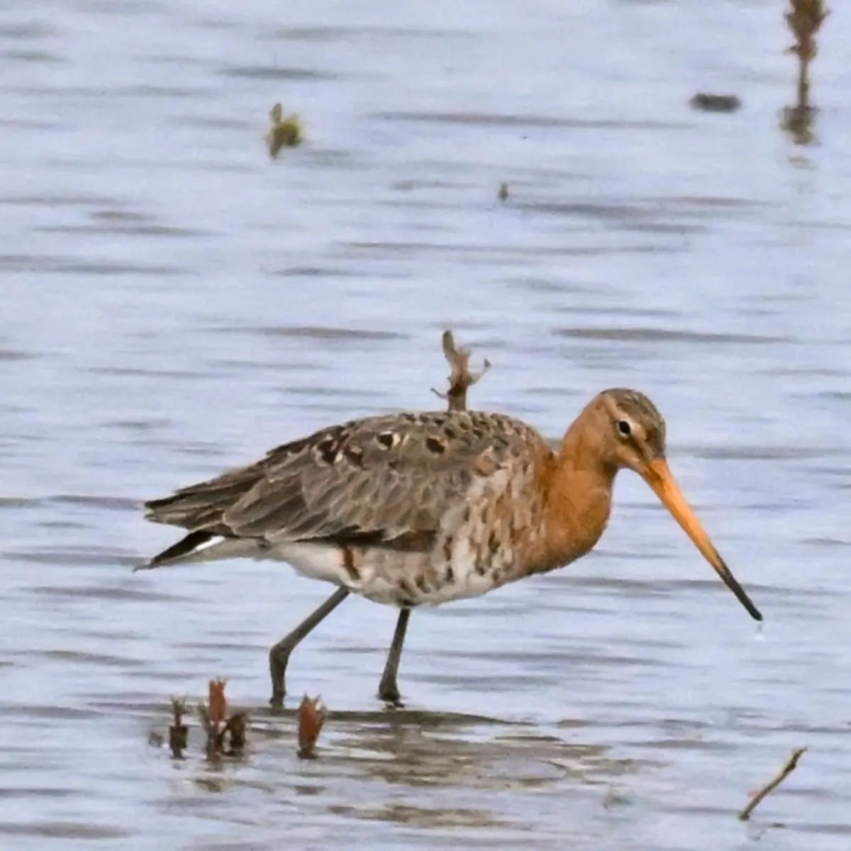 Spotted Black-tailed Godwit
