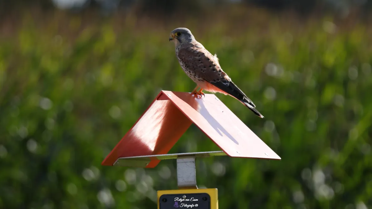 Spotted Eurasian Kestrel