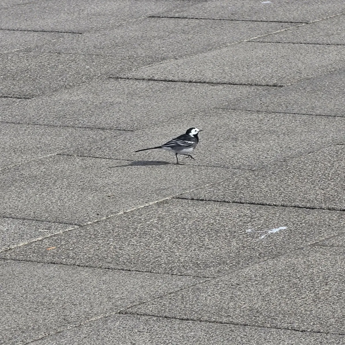 Spotted White Wagtail