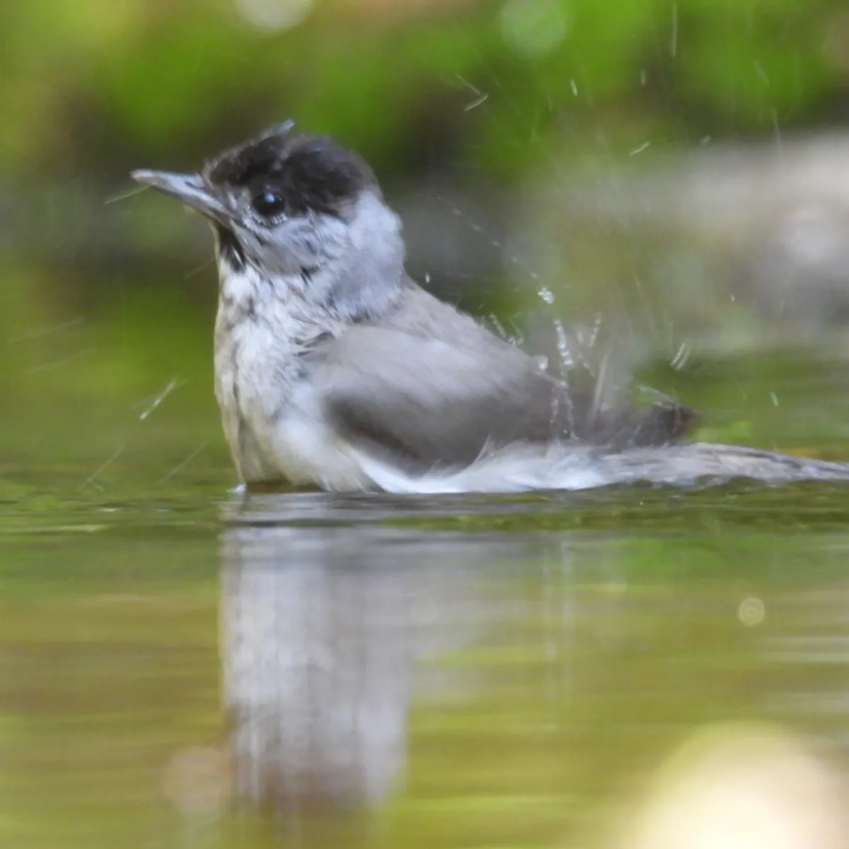 Spotted Eurasian Blackcap