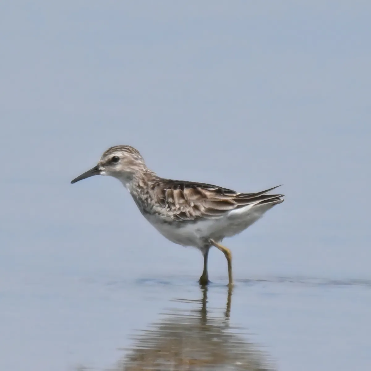 Gespotte Taigastrandloper