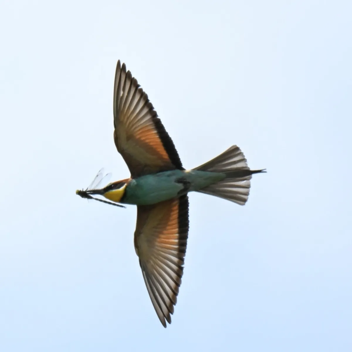 Spotted European Bee-eater