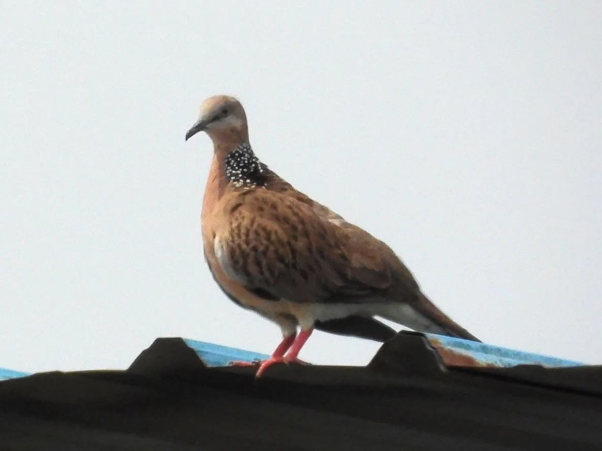 Spotted Spotted Dove