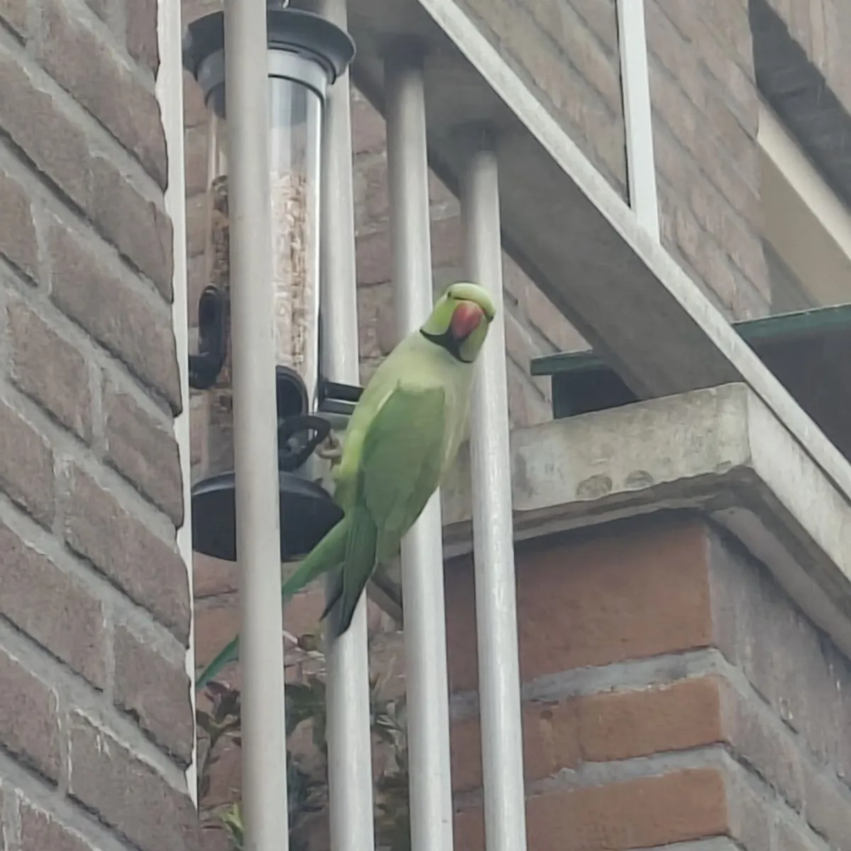 Gespotte Halsbandparkiet