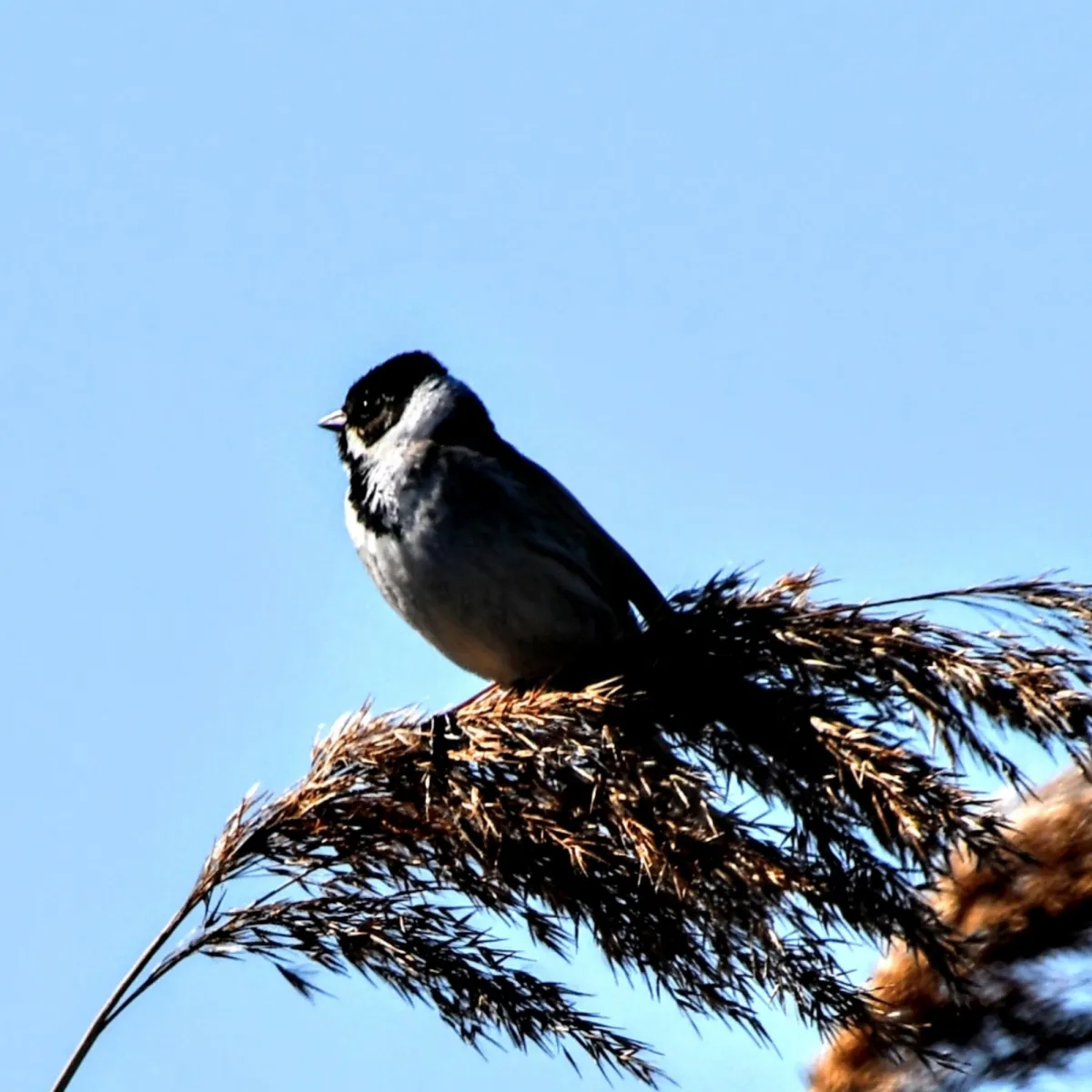 Spotted Reed Bunting