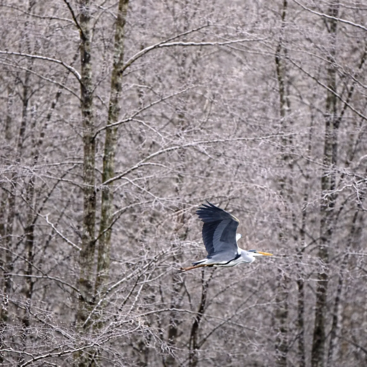 Gespotte Blauwe reiger