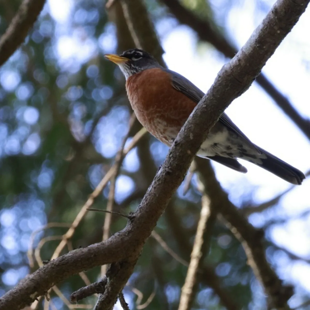 Spotted American Robin