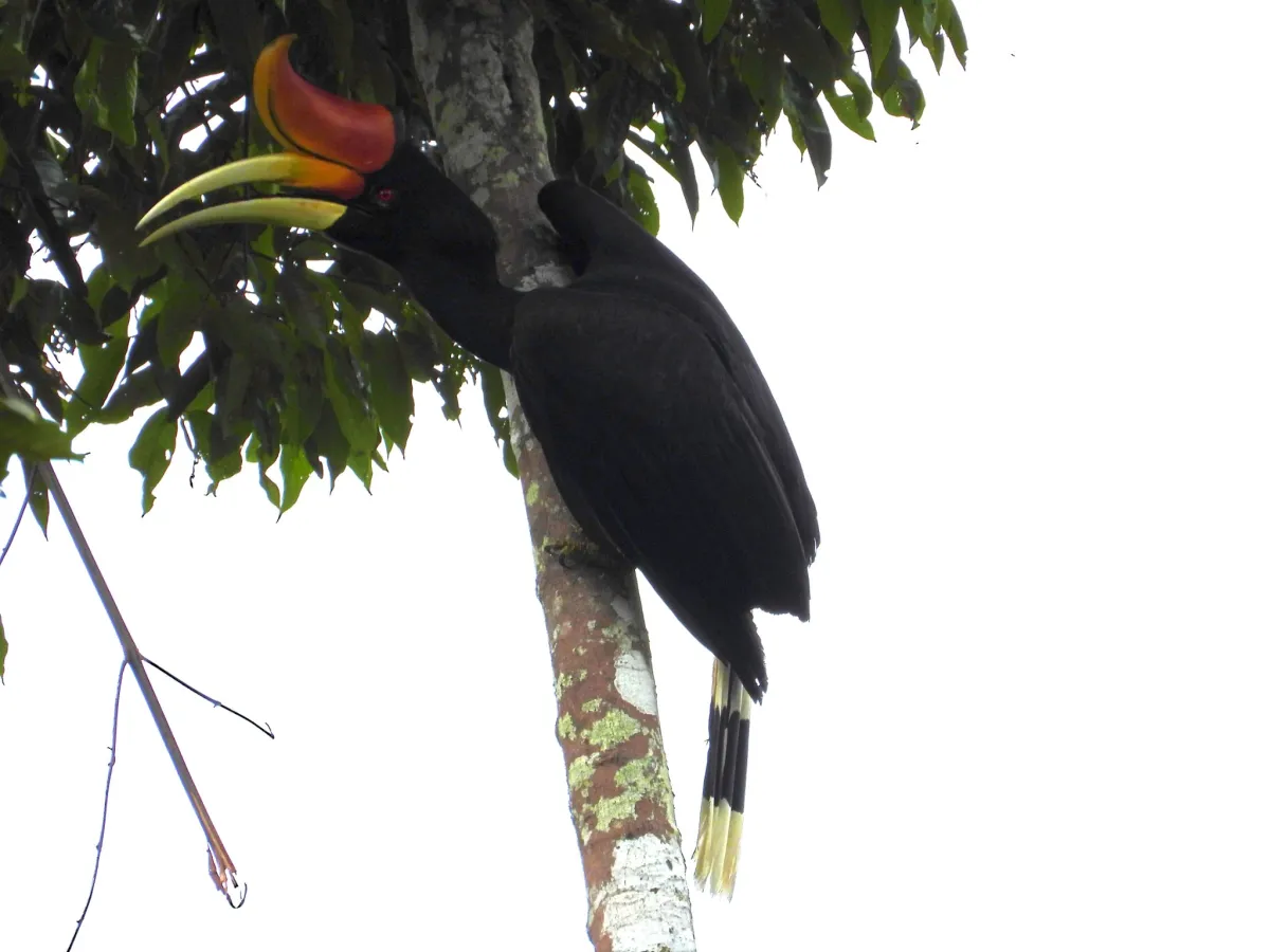 Gespotte Gewone neushoornvogel
