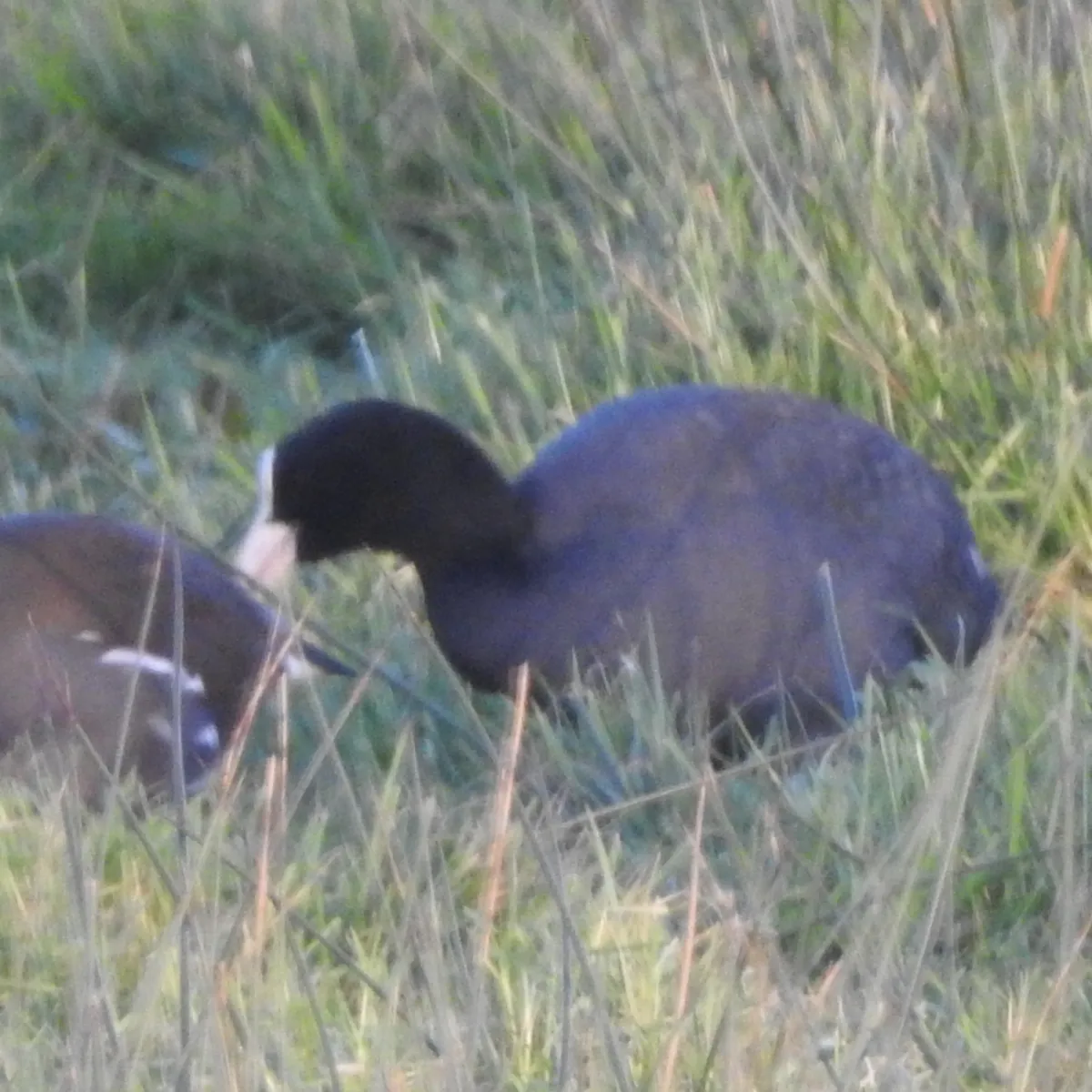 Spotted Eurasian Coot