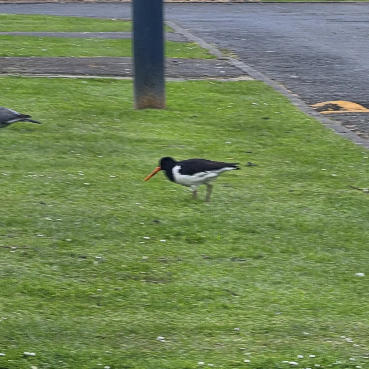Spotted Eurasian Oystercatcher