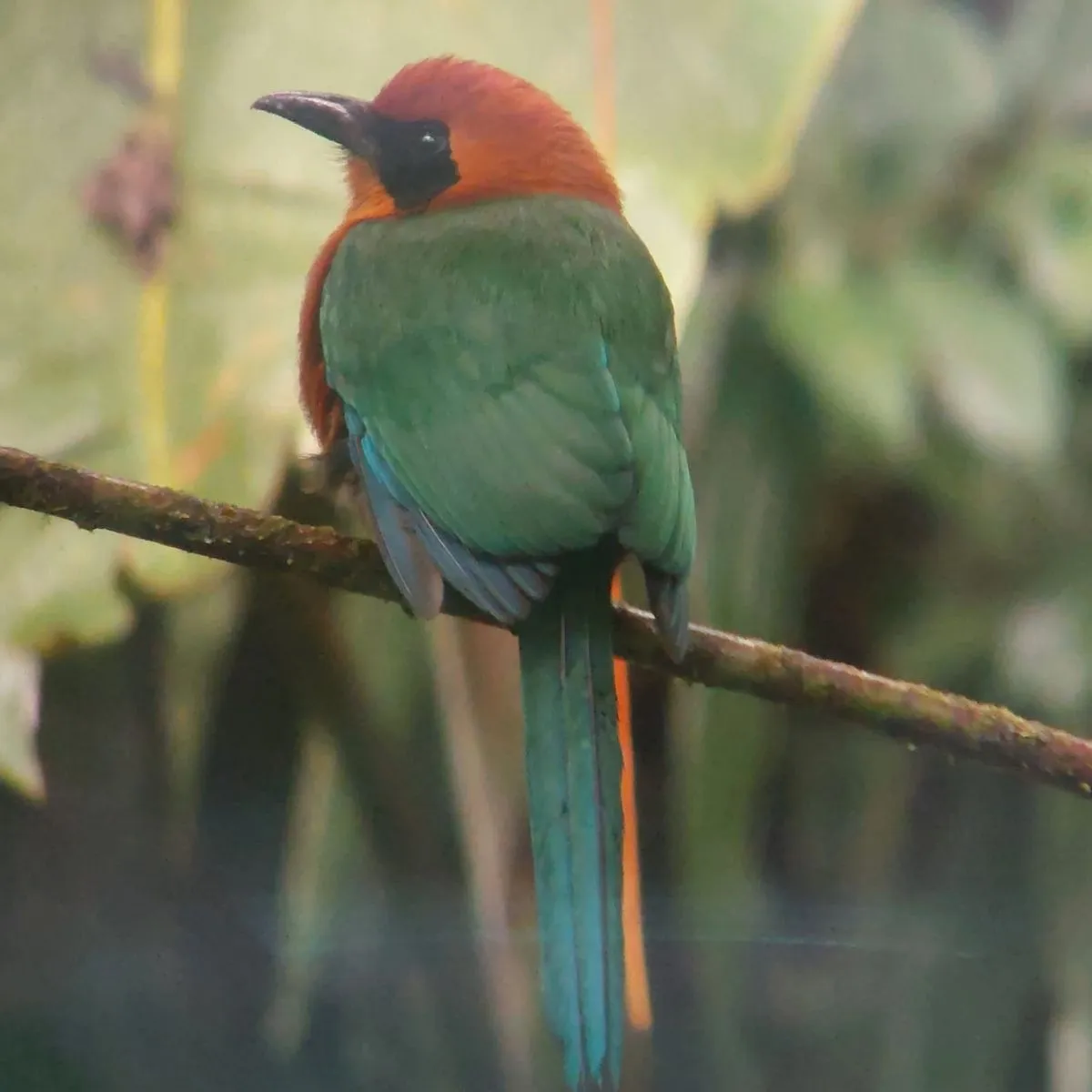 Waargenomen Rosse motmot