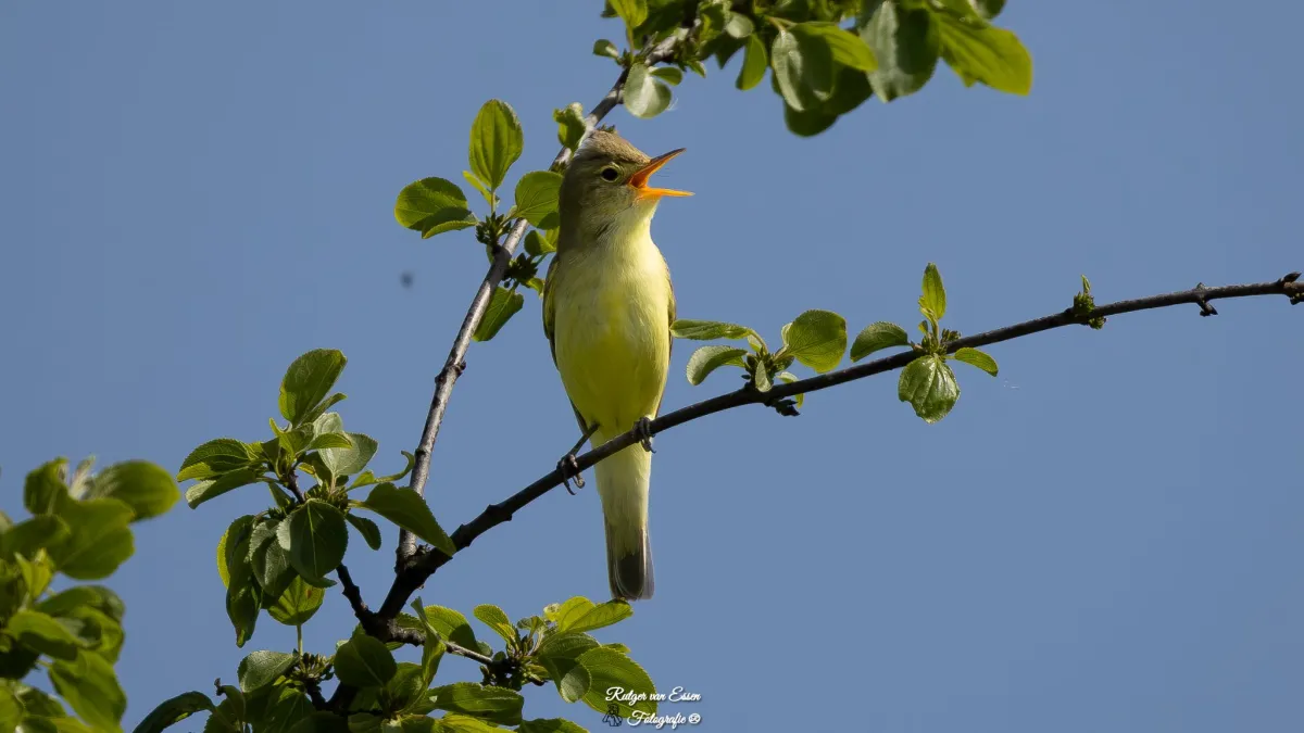 Waargenomen Spotvogel