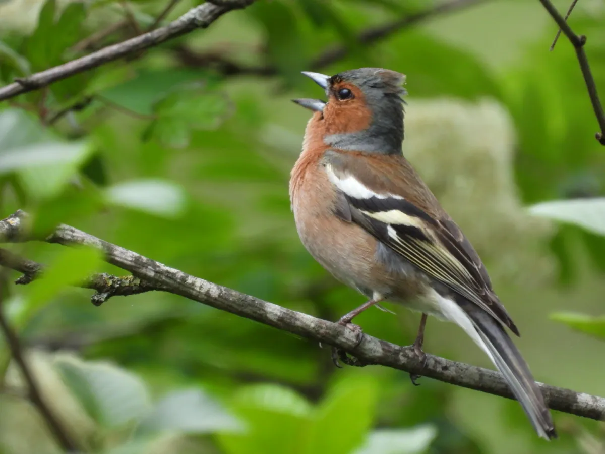 Waargenomen Vink