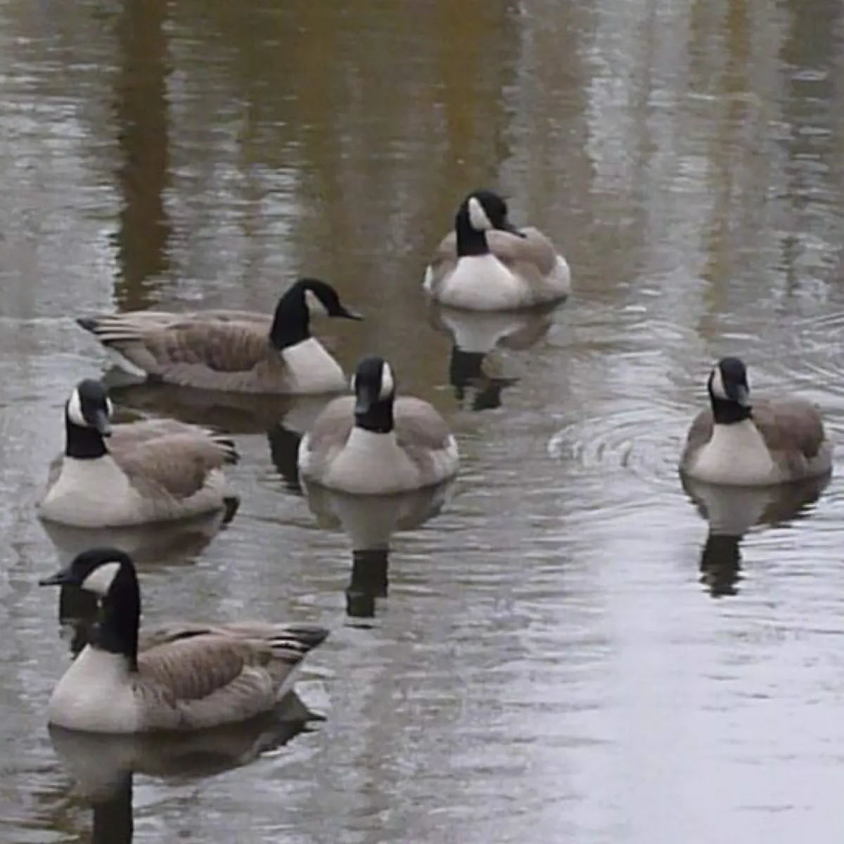 Gespotte Grote Canadese gans