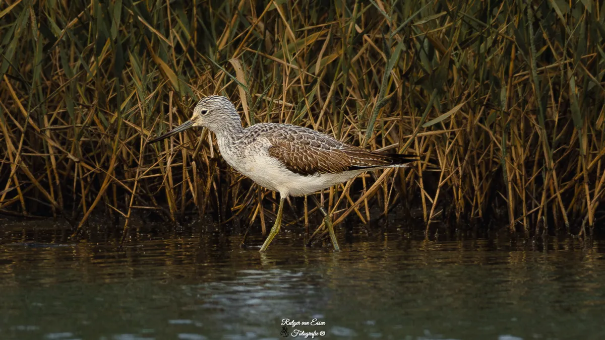Spotted Common Greenshank