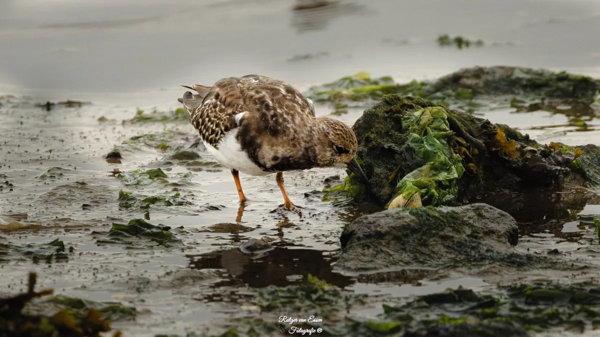 Spotted Ruddy Turnstone