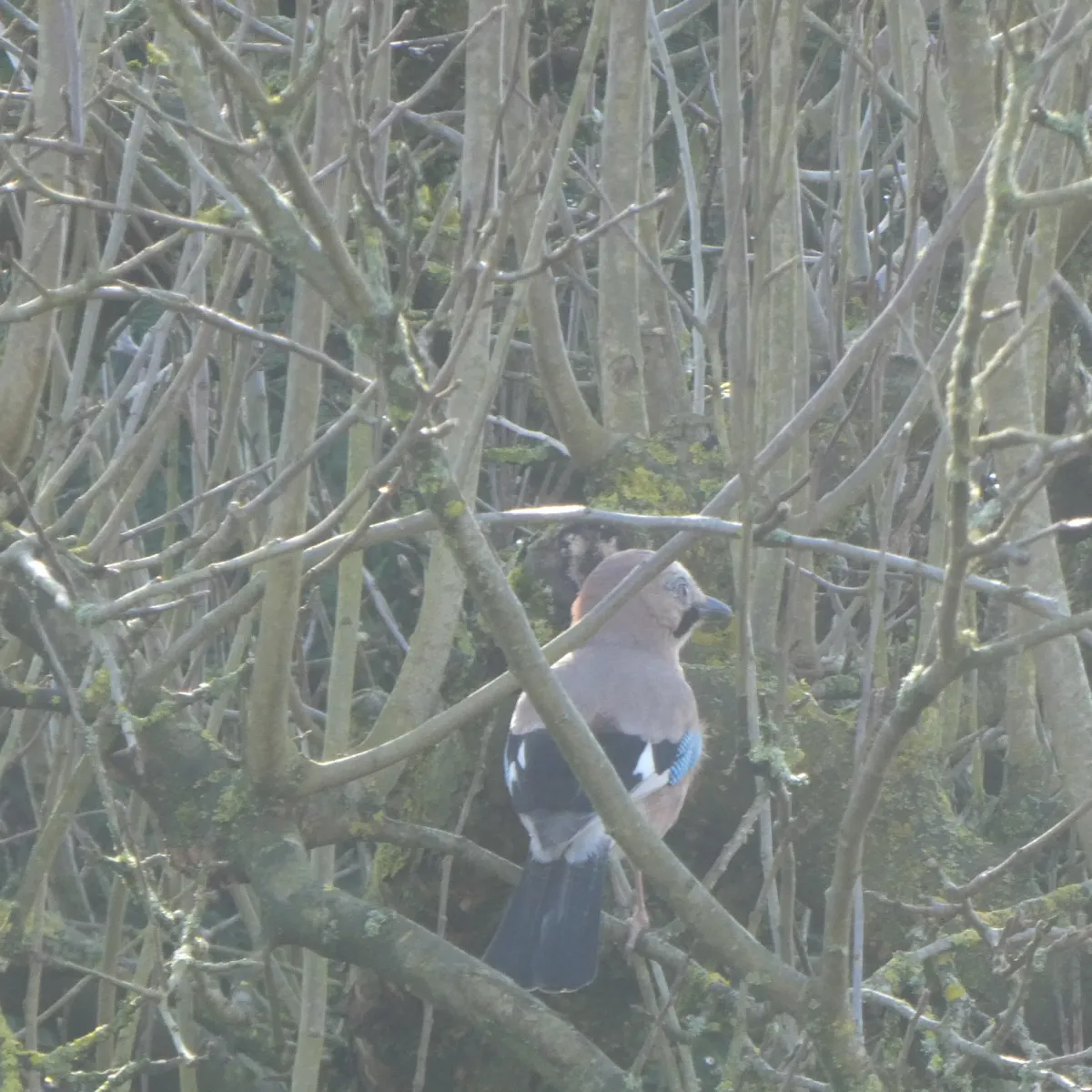 Spotted Eurasian Jay