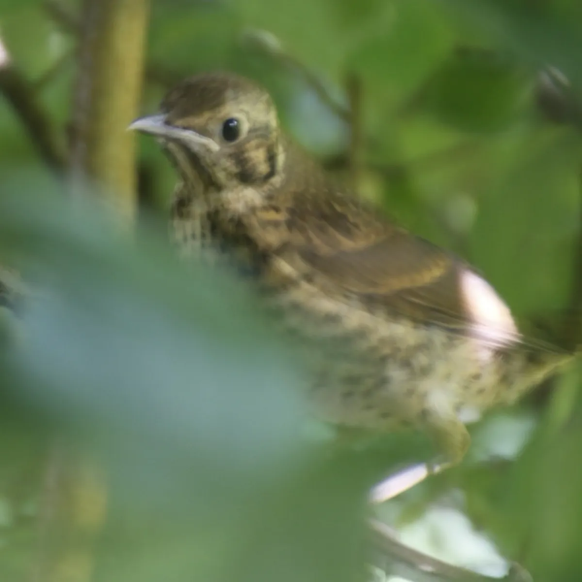 Spotted Song Thrush