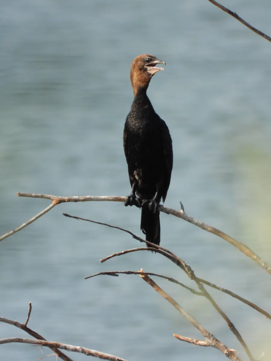 Spotted Pygmy Cormorant