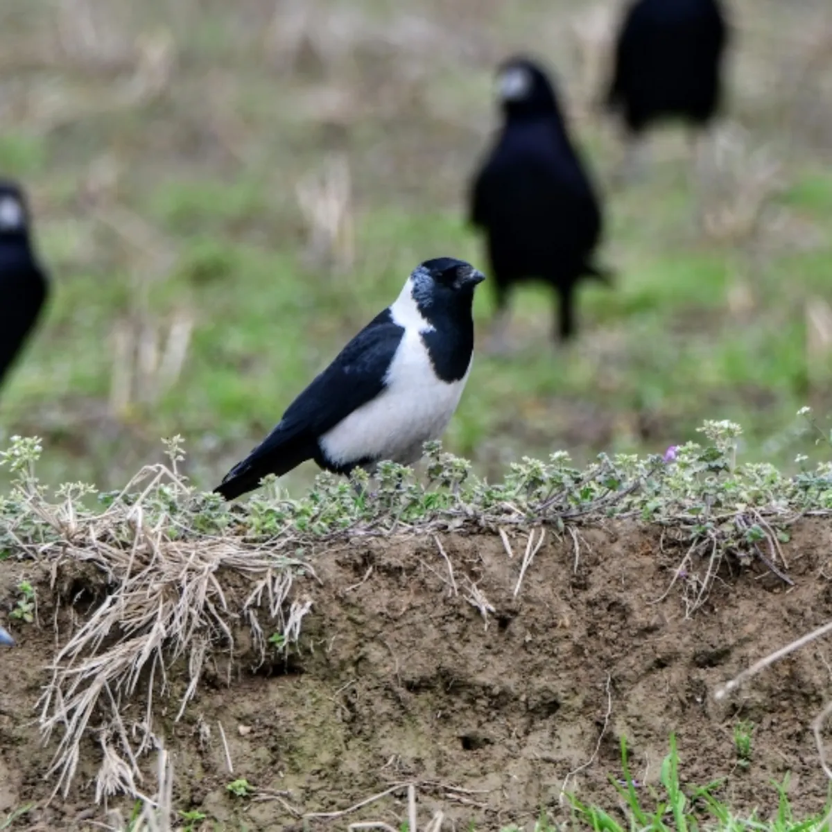 Spotted Daurian Jackdaw