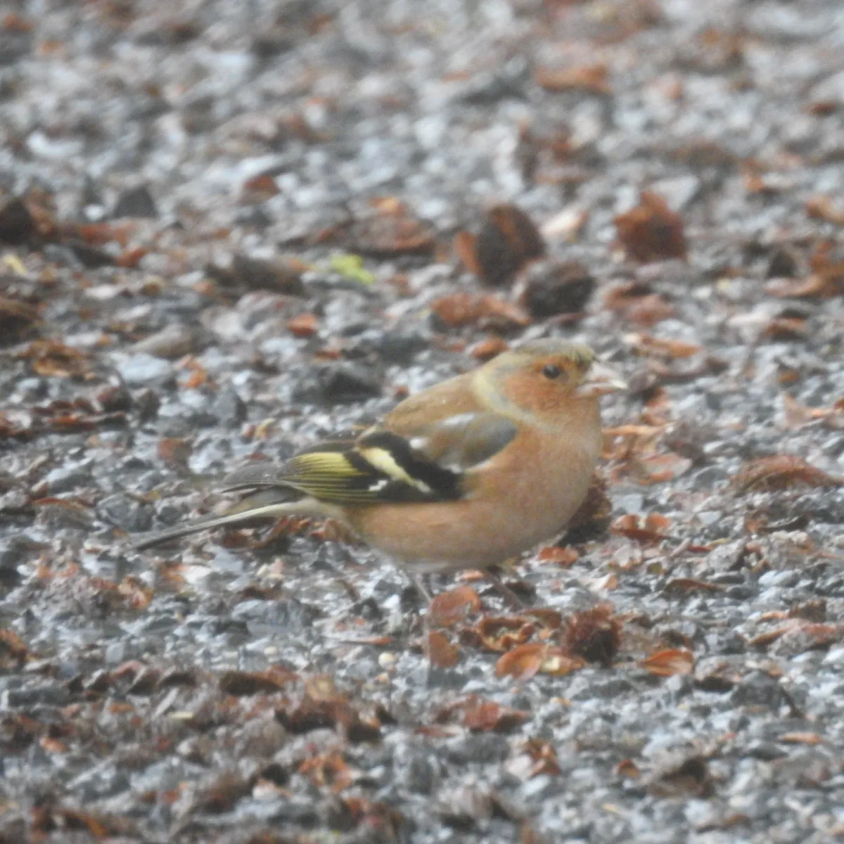 Spotted Common Chaffinch
