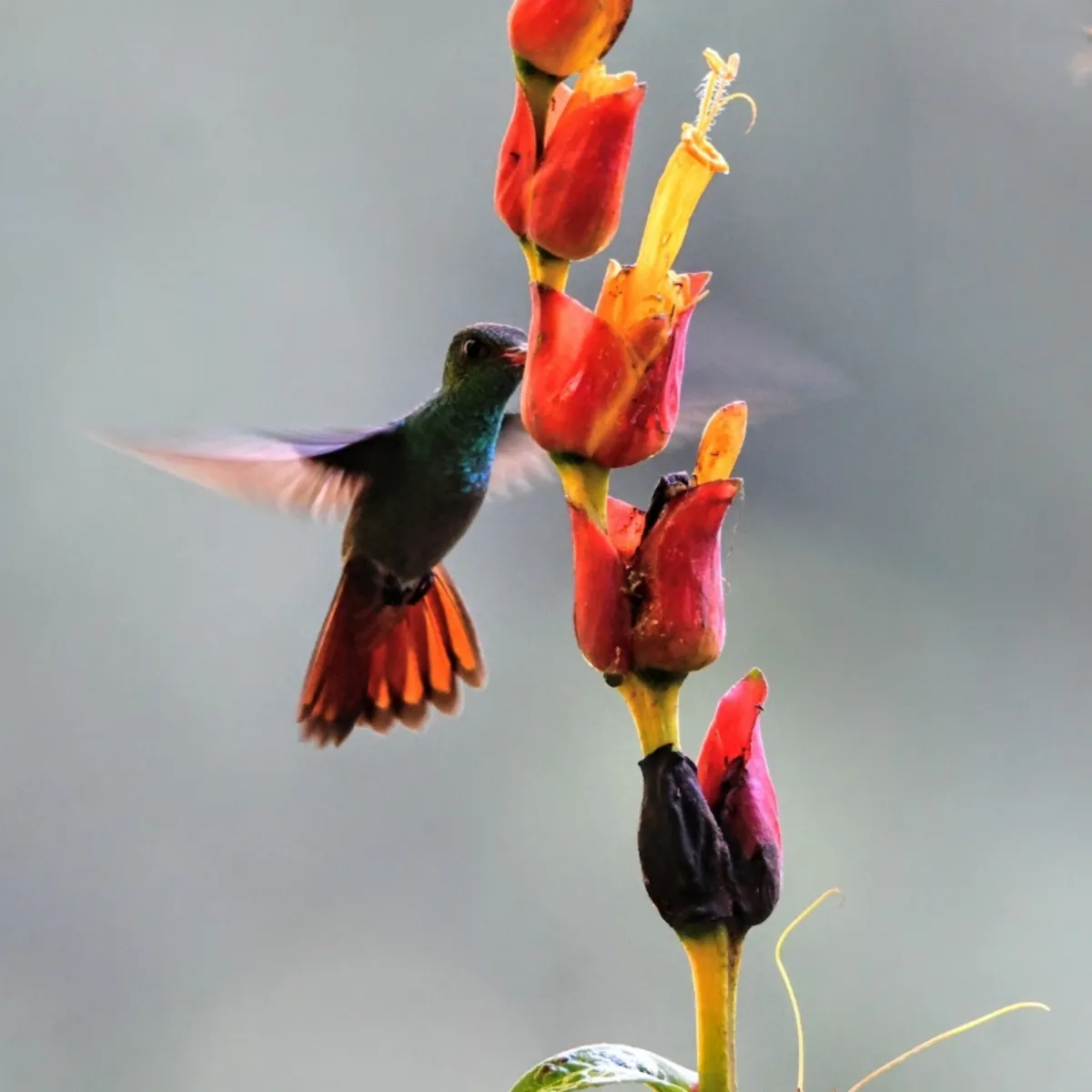 Gespotte Roodstaartamazilia