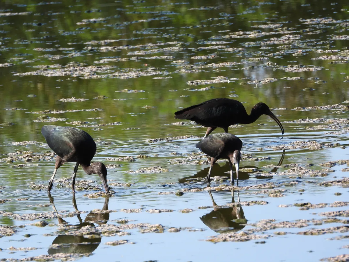 Waargenomen Zwarte ibis