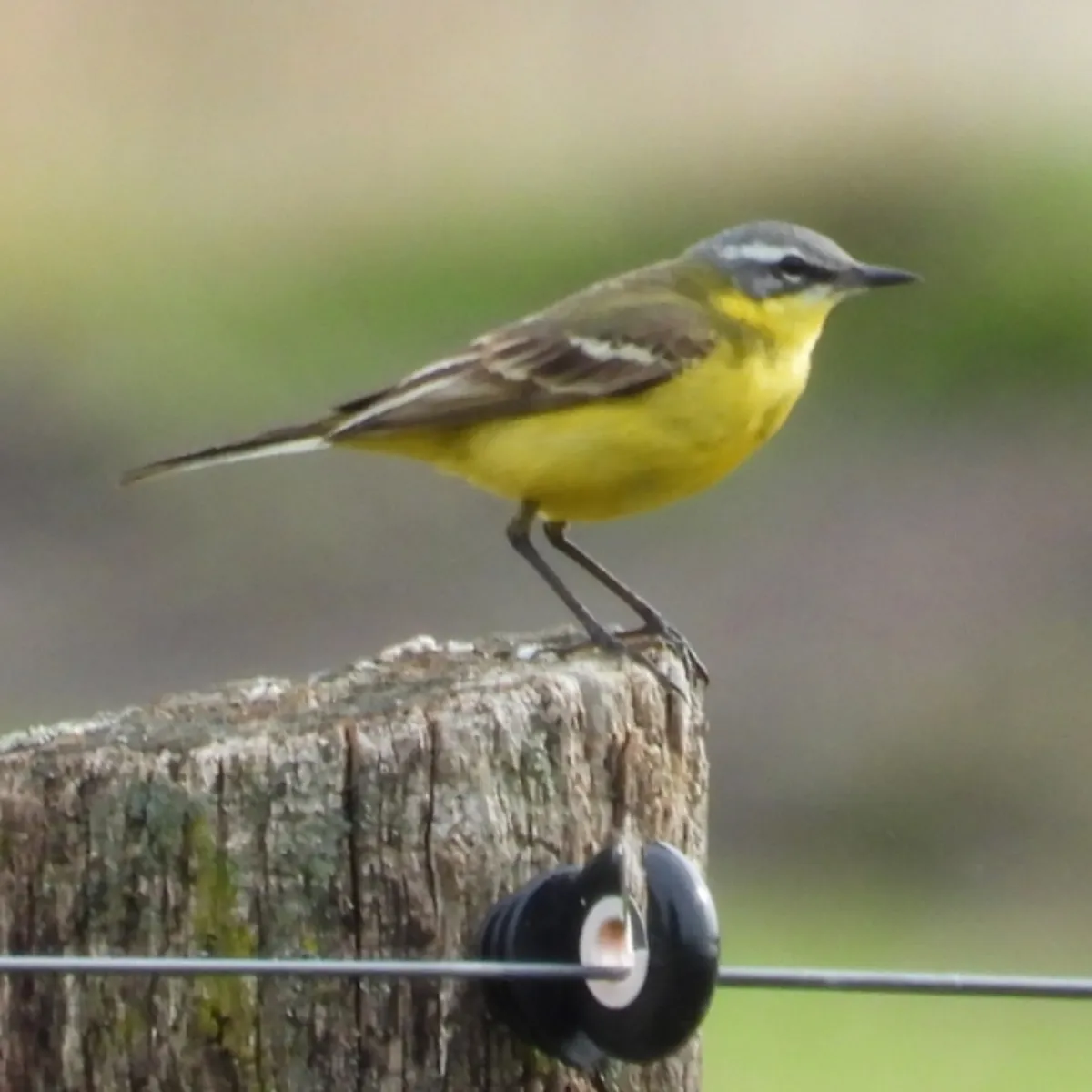 Spotted Western Yellow Wagtail