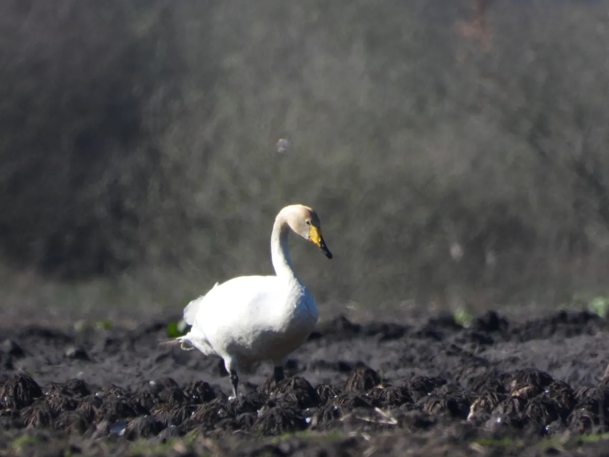 Gespotte Wilde zwaan