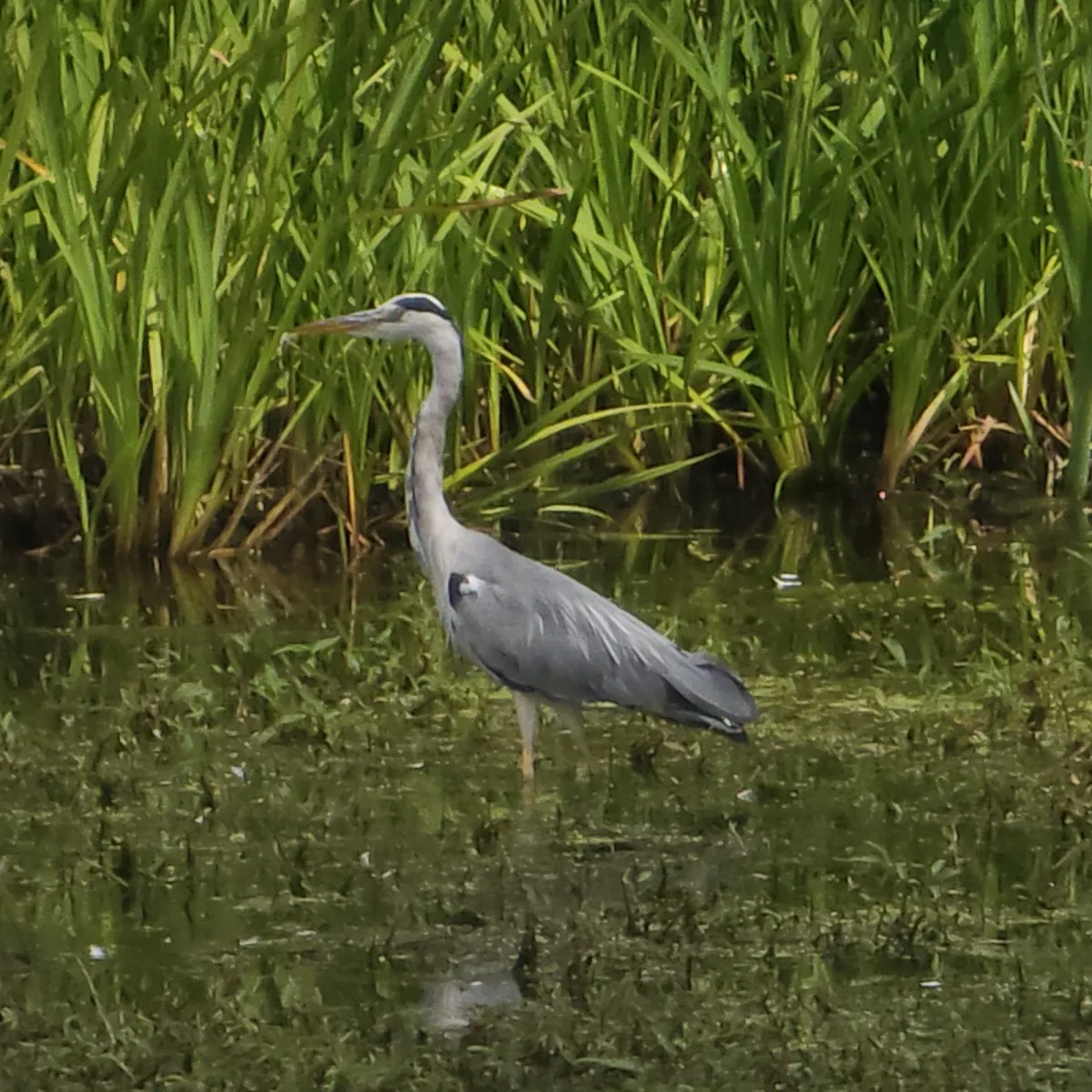 Spotted Gray Heron