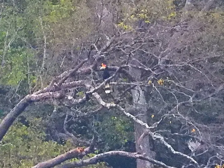 Gespotte Gewone neushoornvogel