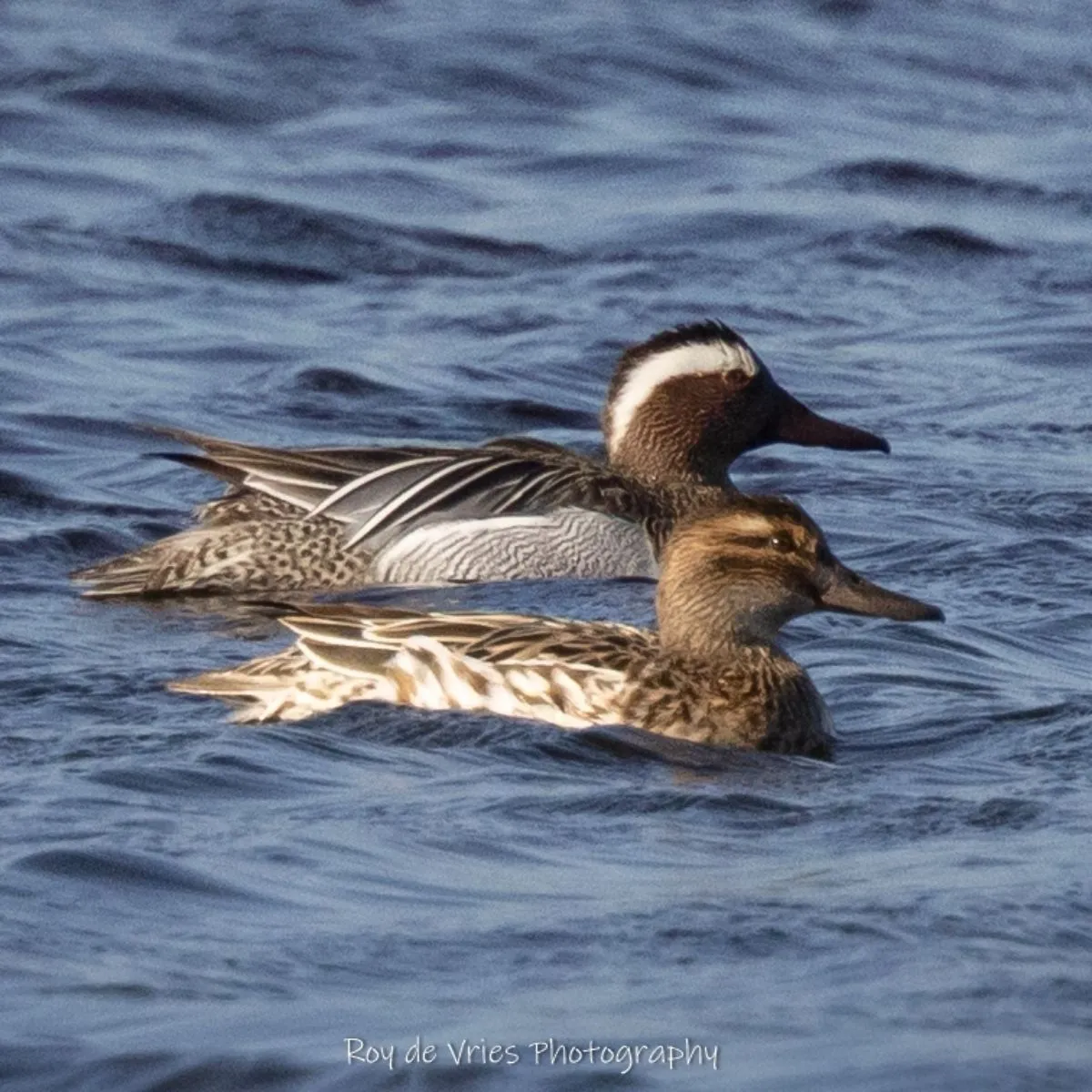 Gespotte Zomertaling
