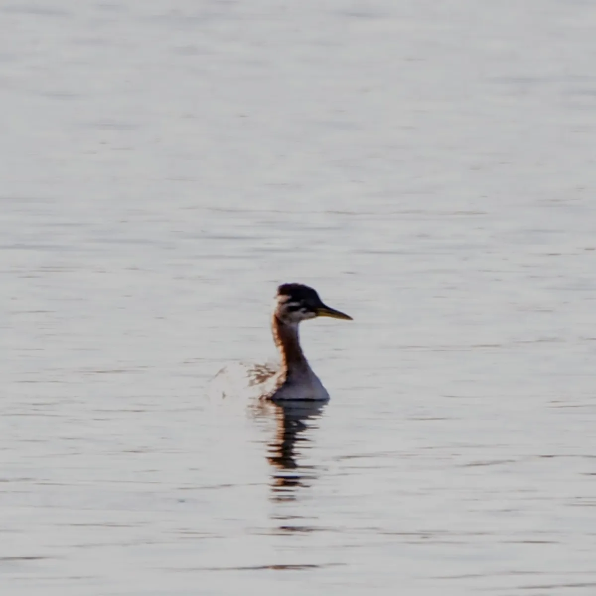 Gespotte Roodhalsfuut