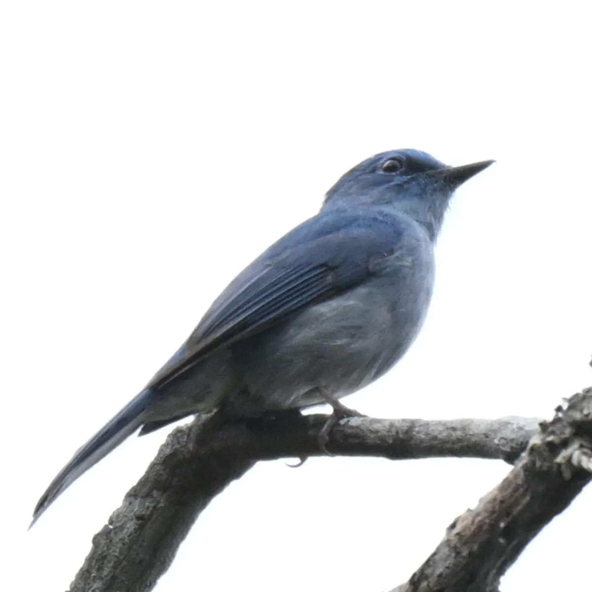 Spotted Large Niltava