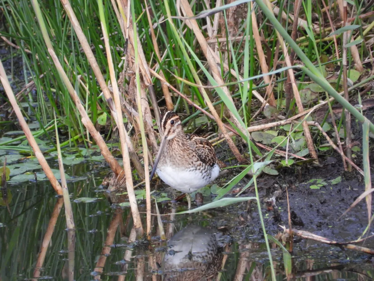 Waargenomen Watersnip