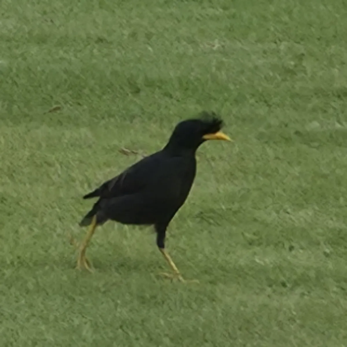 Gespotte Grote maina