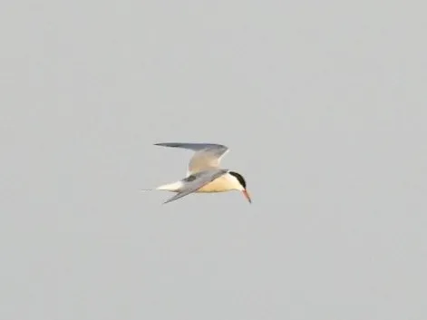 Spotted Common Tern
