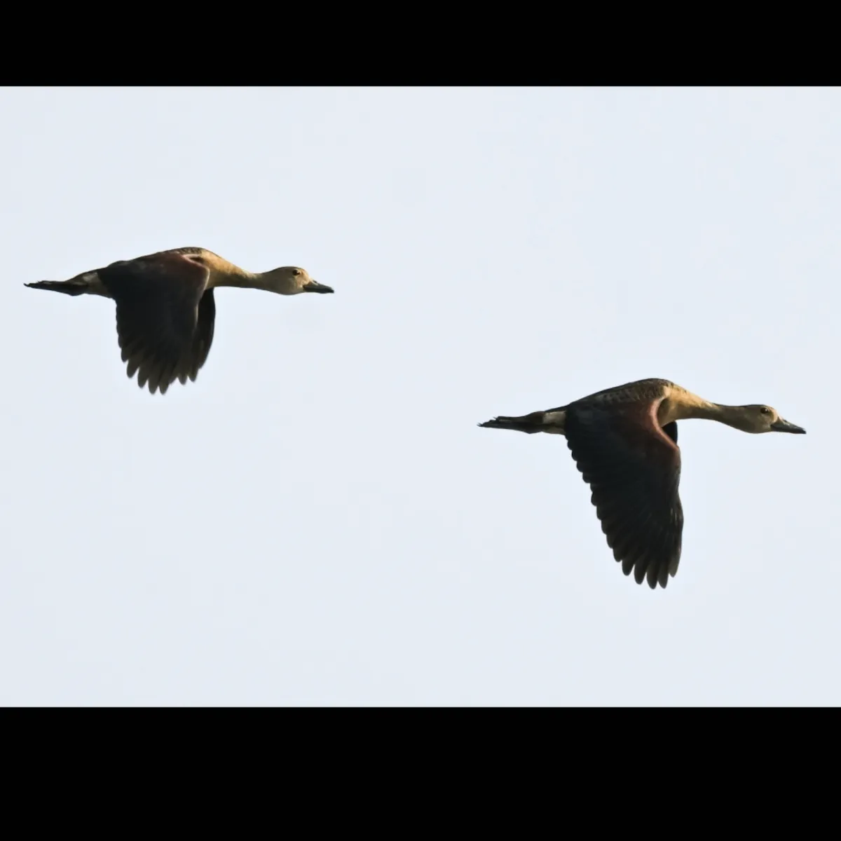 Gespotte Indische fluiteend