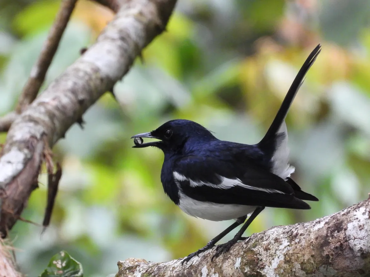 Gespotte Dayallijster