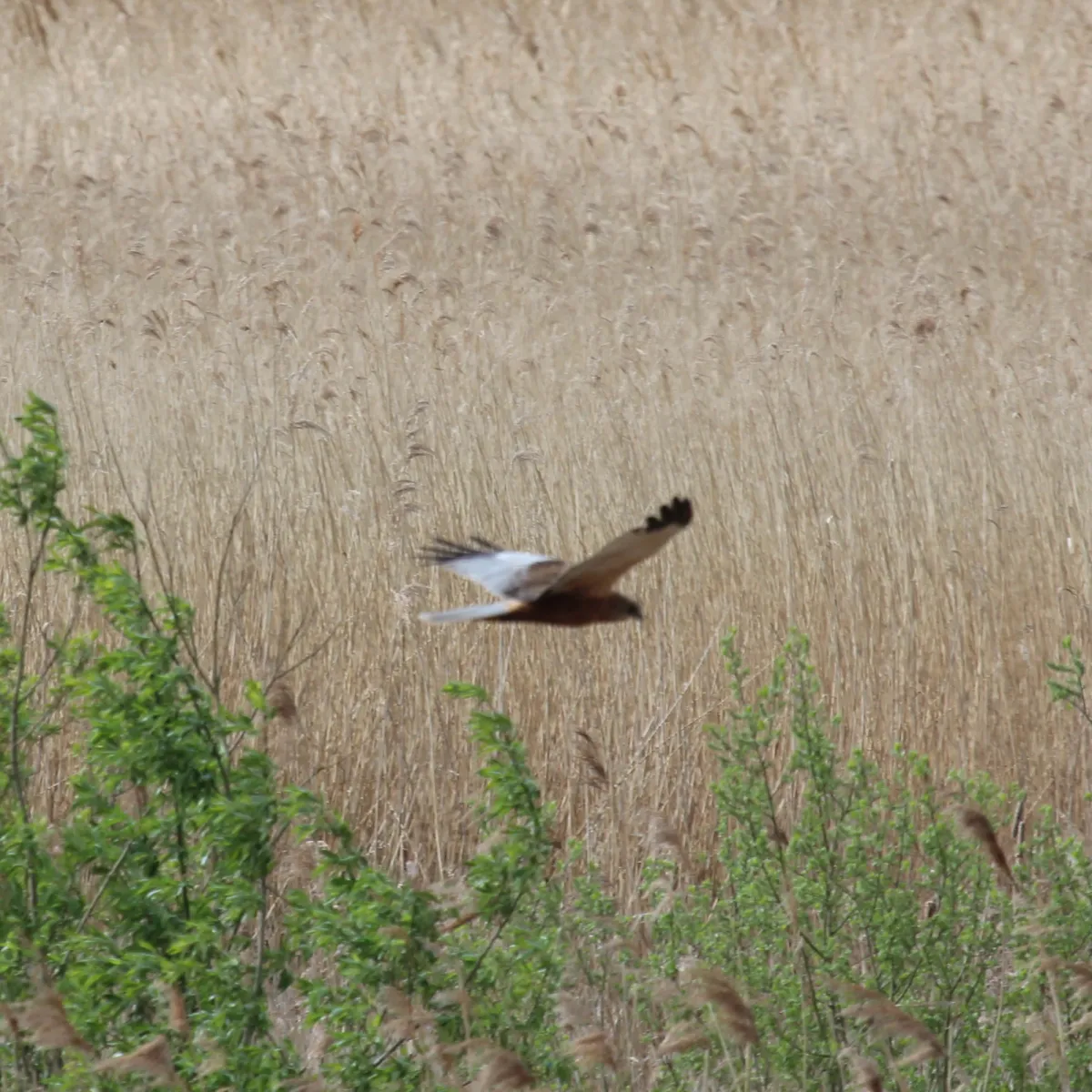 Gespotte Bruine kiekendief